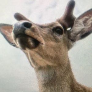 Meet your Posher, Summer